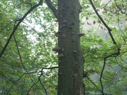 IMGP8615-Stamme-med-Toendersvamp